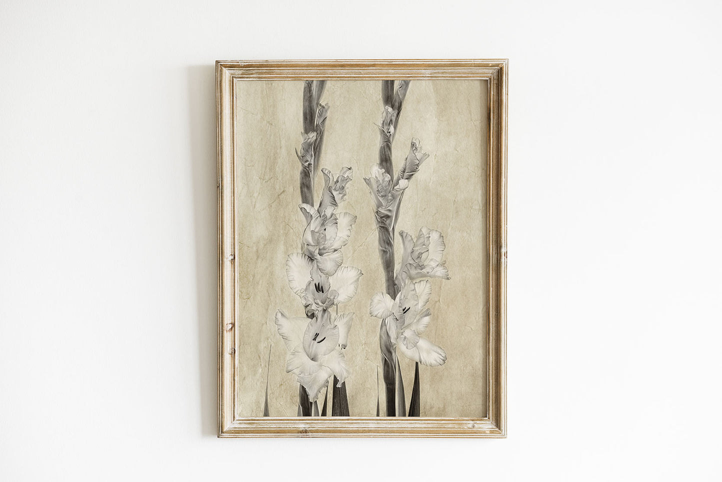 Gladiole w sepii
