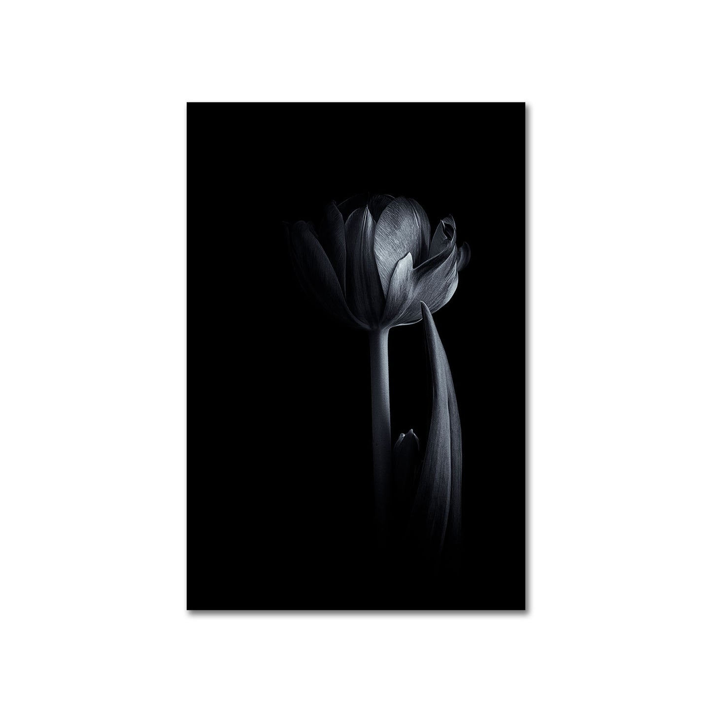 Tulipan - fotografia czarno-biała