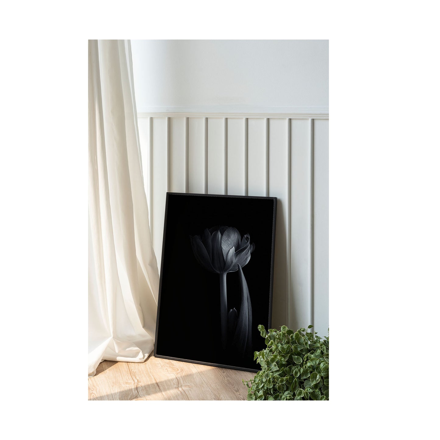 Tulipan - fotografia czarno-biała