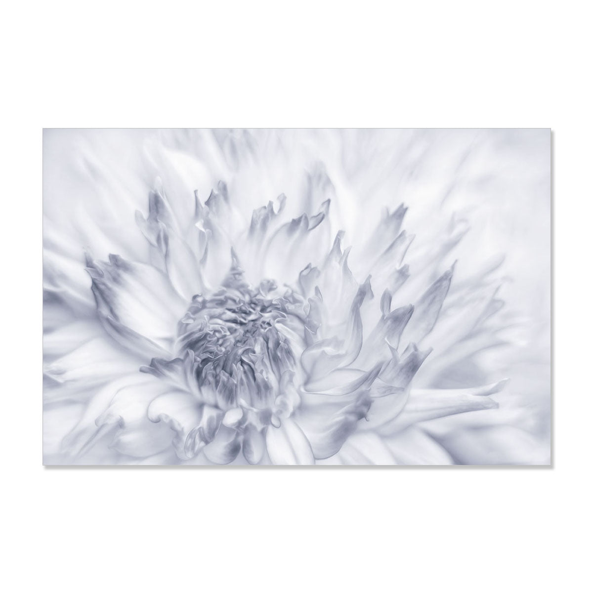 Dalia