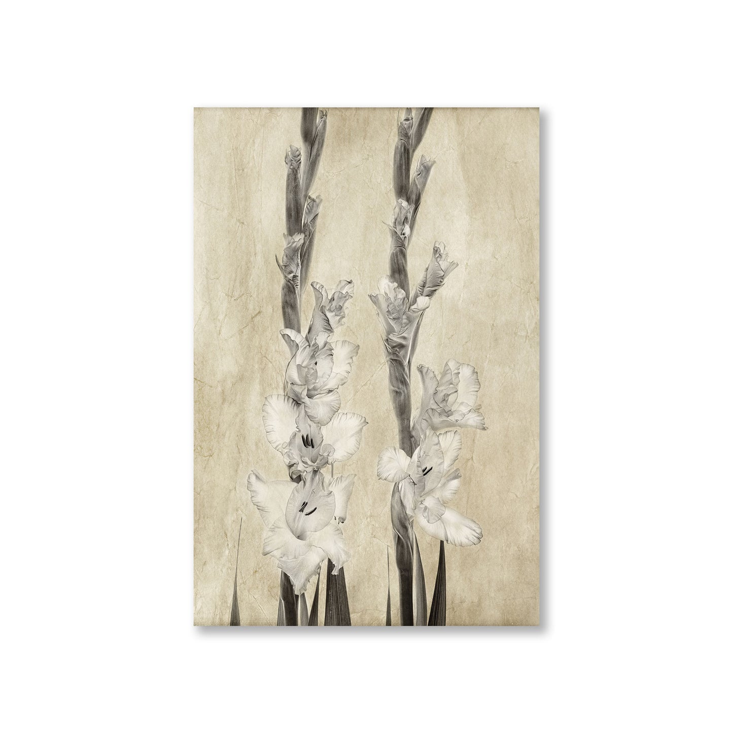 Gladiole w sepii