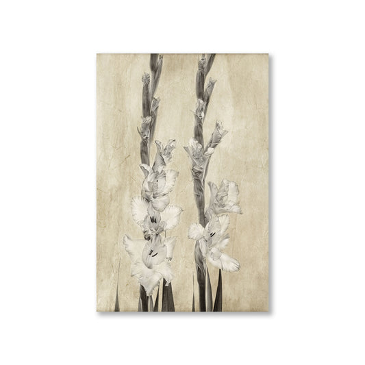 Gladiole w sepii