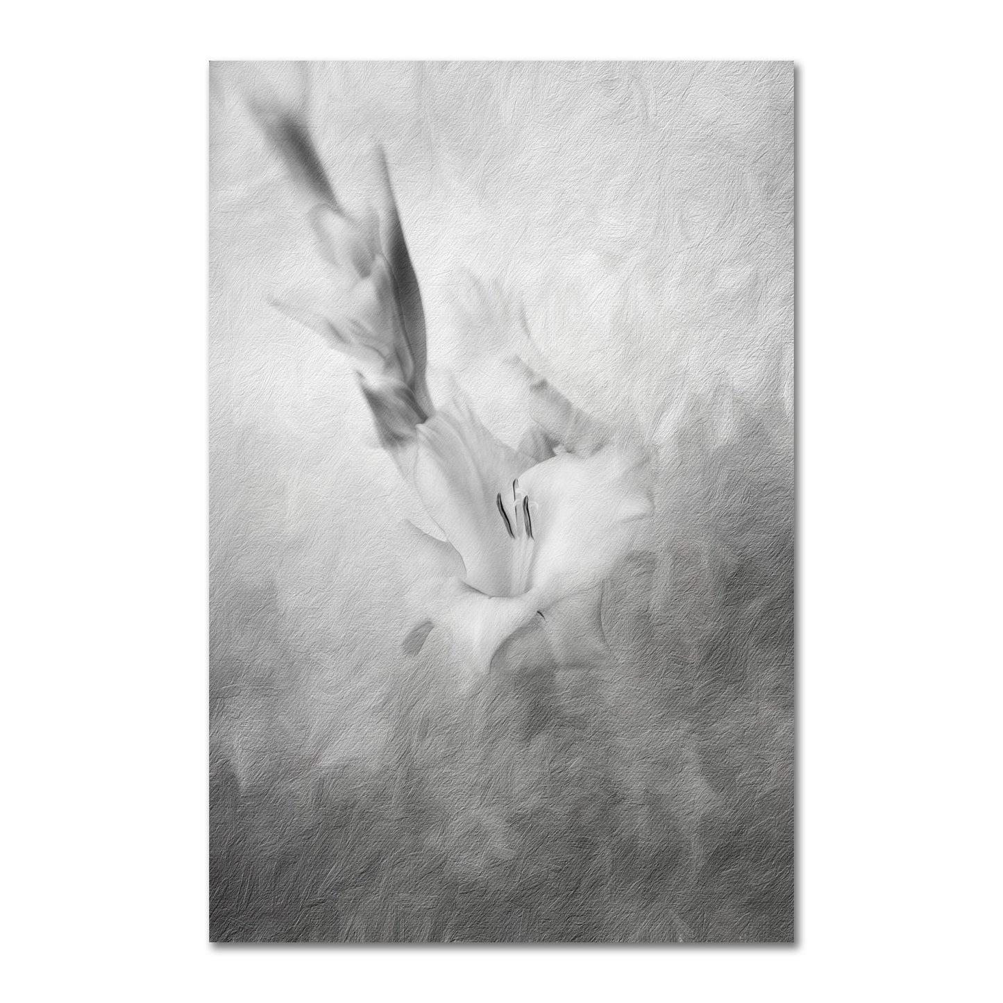 Mieczyk - fotografia czarno-biała