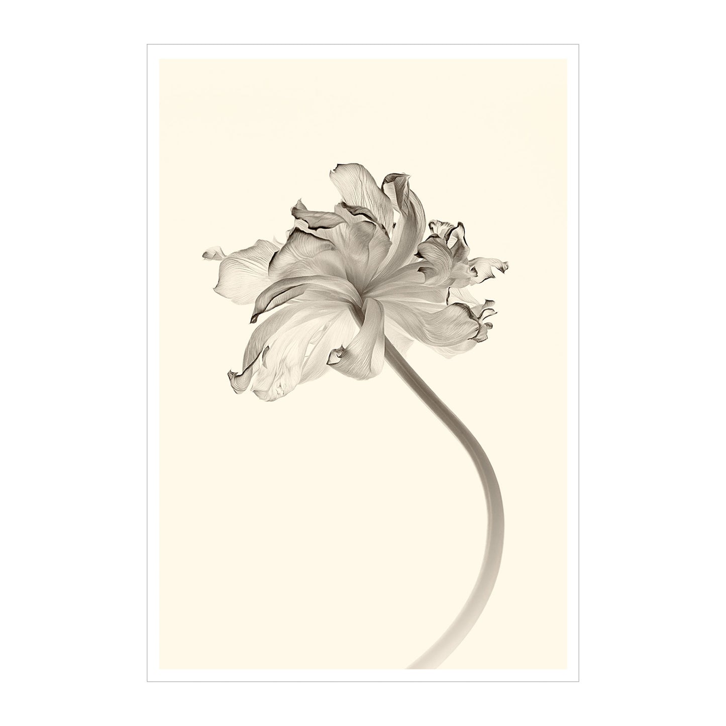 Tulipan w sepii