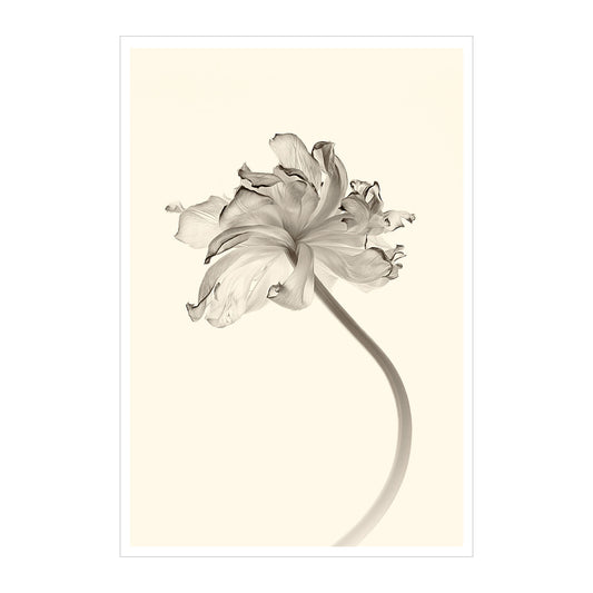 Tulipan w sepii